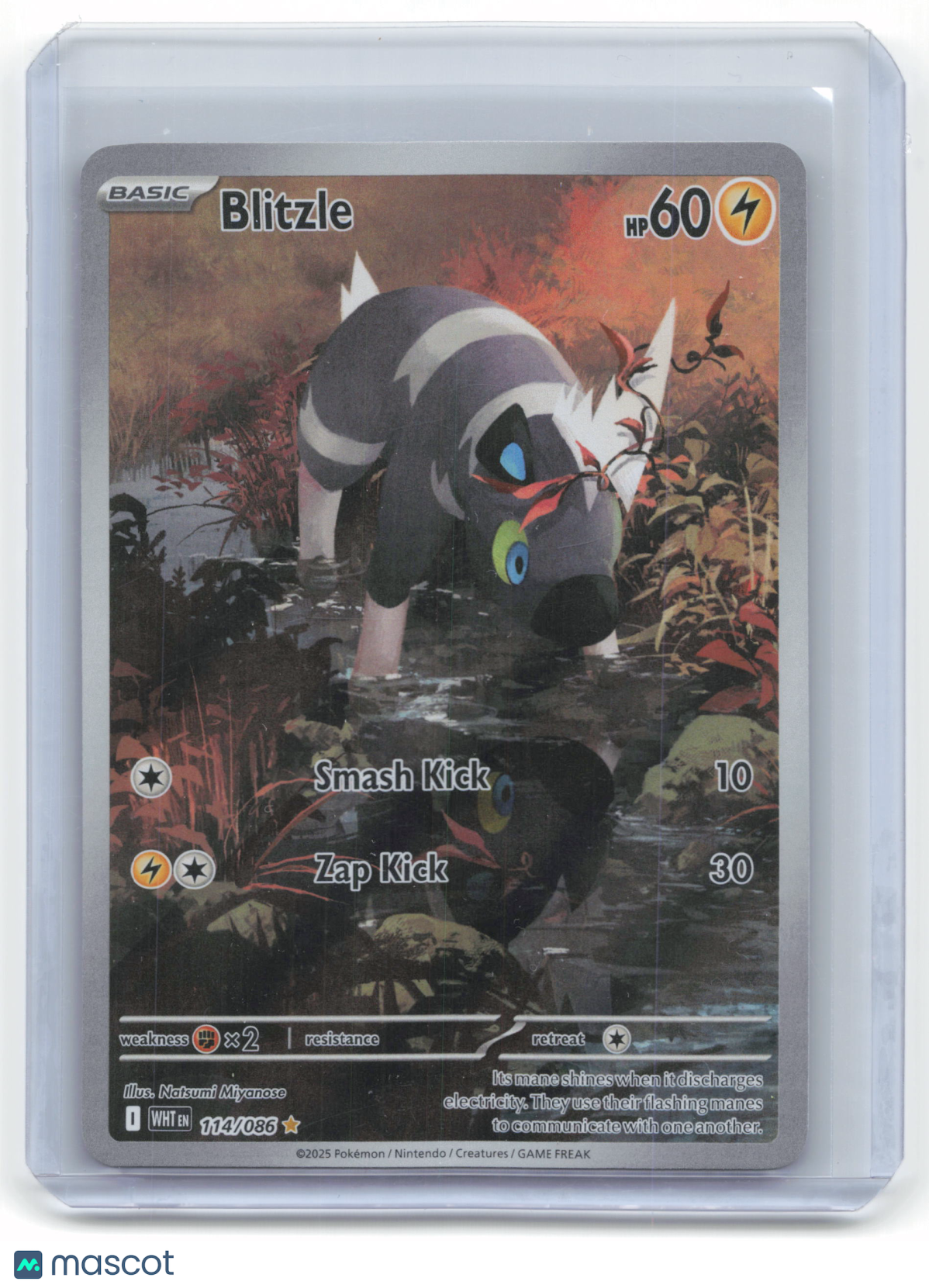 2025 Pokemon Blitzle White Flare Illustration Rare #114/86 Near Mint