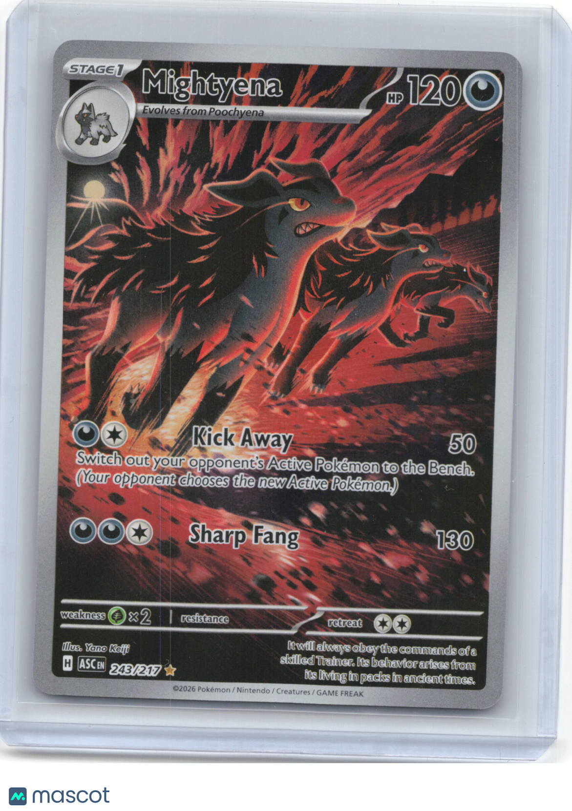 2026 Pokemon—Mightyena #243/217 Ascended Heroes—Illustration Rare Foil