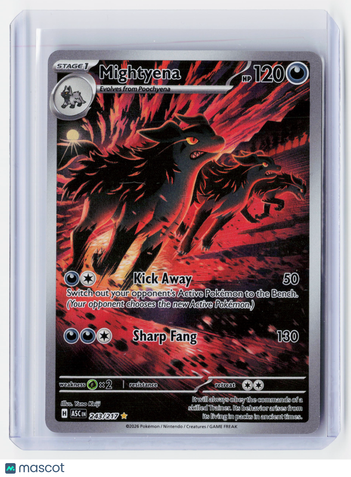 2026 Pokemon—Mightyena #243/217 Ascended Heroes—Illustration Rare Holo