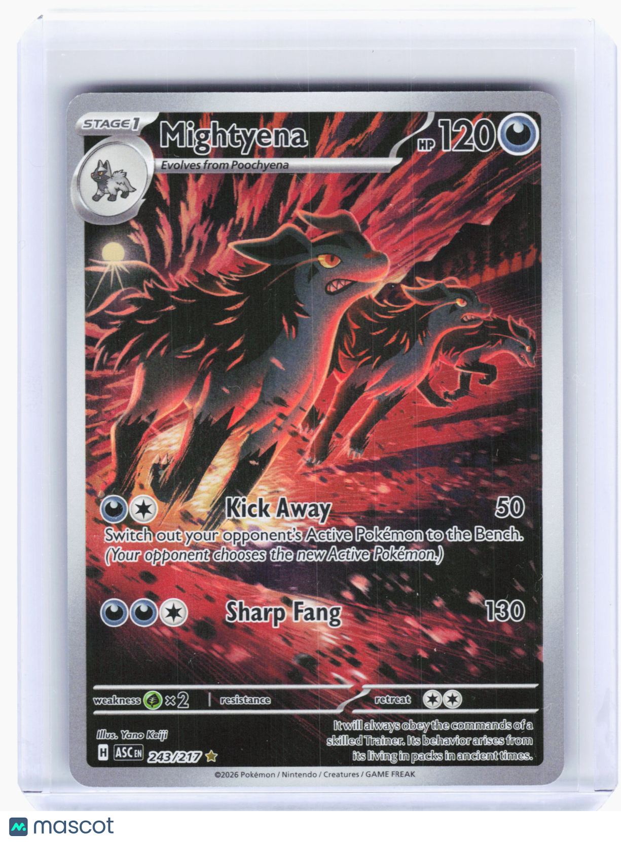 2026 Pokemon—Mightyena #243 Ascended Heroes—Illustration Rare Holo