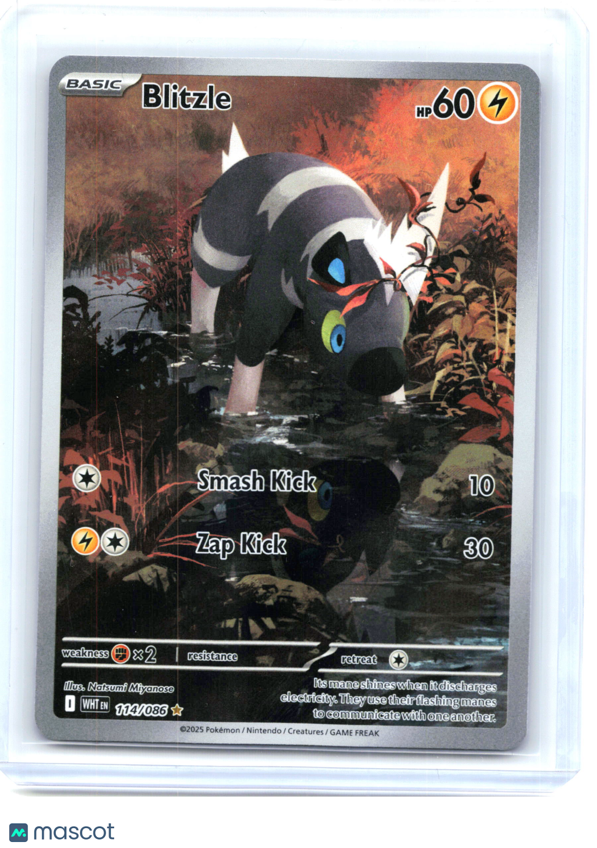 2025 Pokemon—Blitzle #114/86 White Flare—Illustration Rare Holo