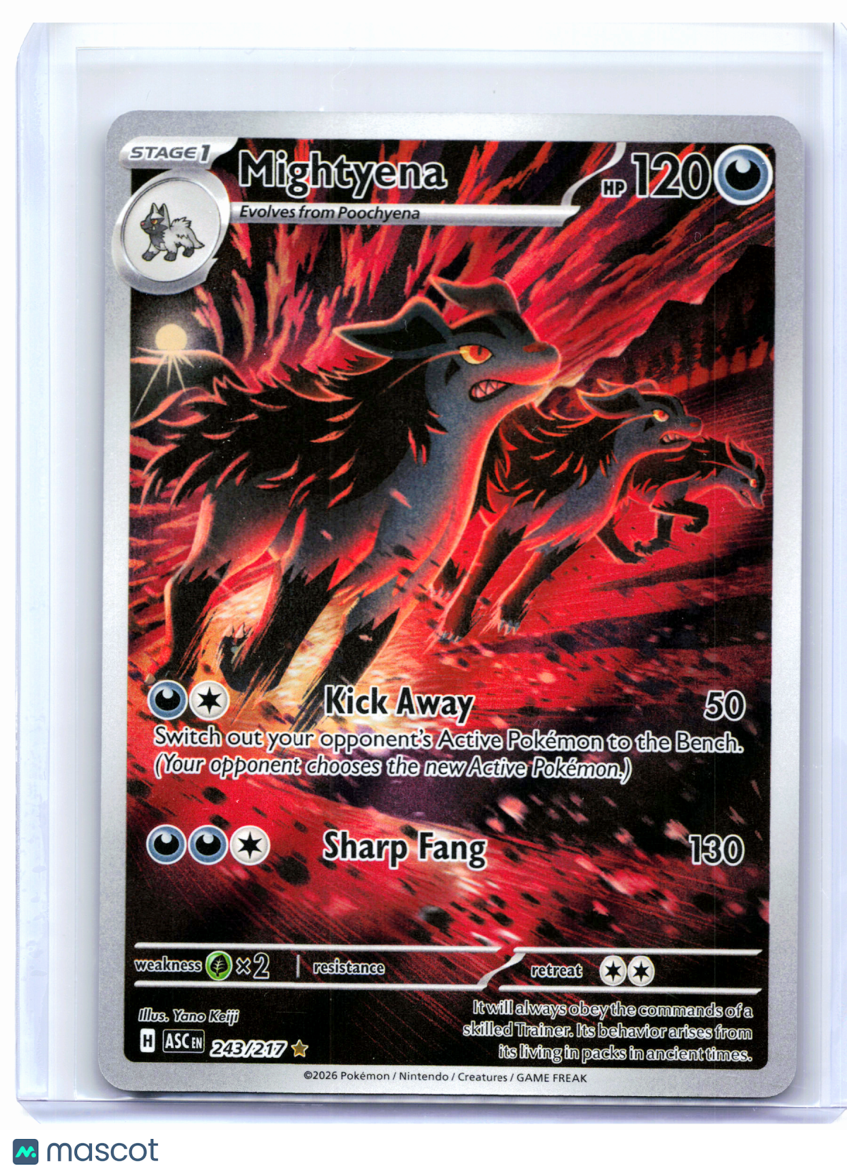 2026 Pokemon—Mightyena #243/217 Ascended Heroes—Illustration Rare Holo