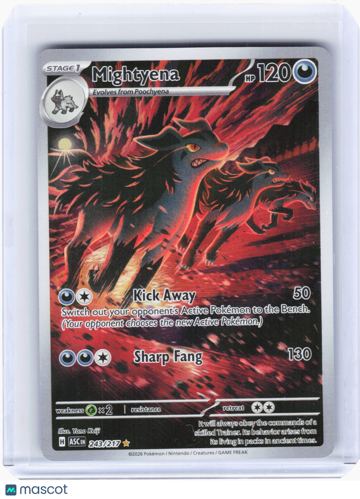 2026 Pokemon—Mightyena #243/217 Ascended Heroes—Illustration Rare Holo