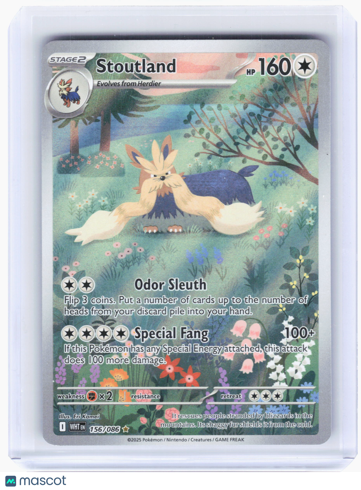 2025 Pokemon—Stoutland #156/86 White Flare—Illustration Rare Holo