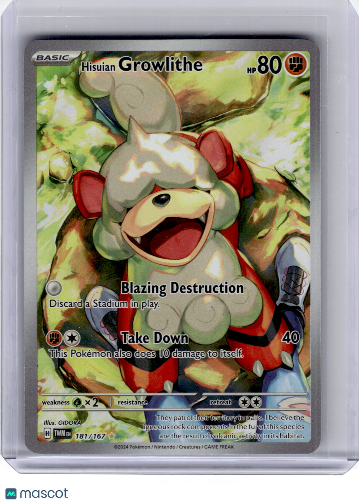 2024 Pokemon—Hisuian Growlithe #181 Twilight Masquerade—IR Holo [Lightly Played]