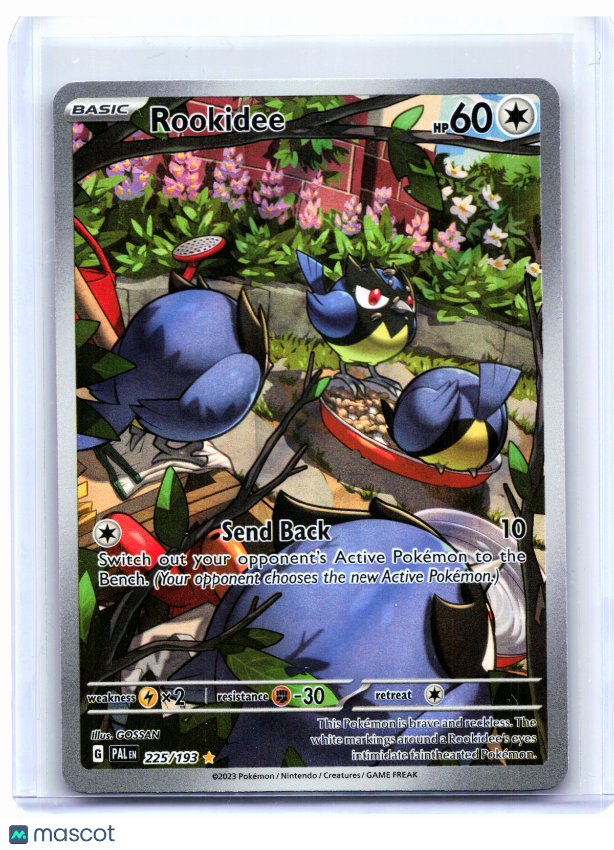 2023 Pokemon—Rookidee #225/193 Paldea Evolved—Illustration Rare Holo [MP]