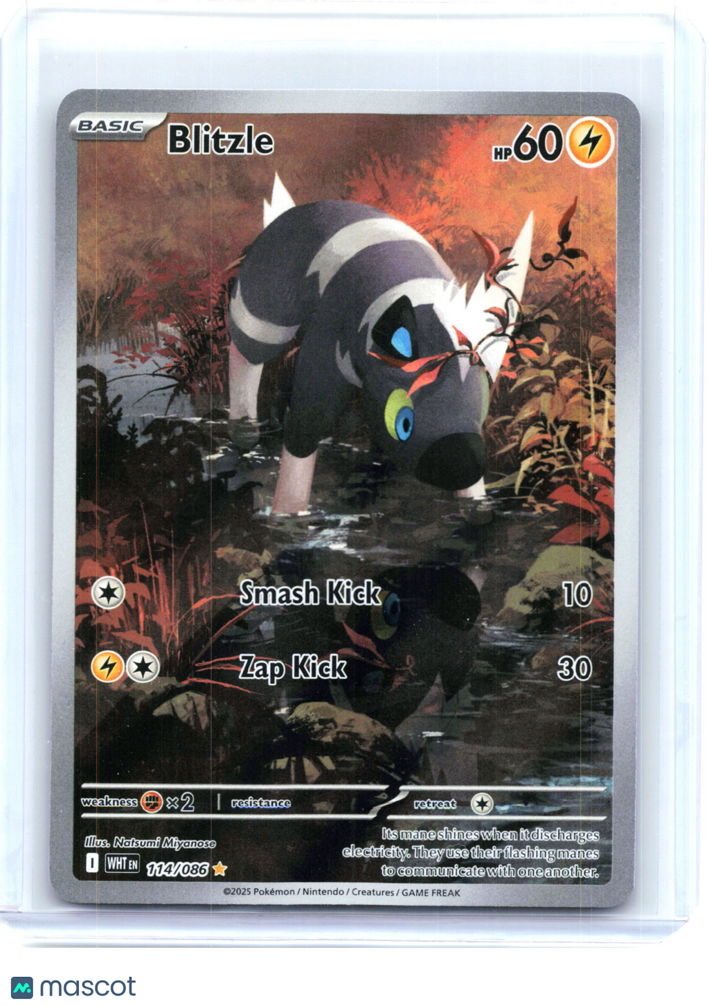 2025 Pokemon—Blitzle 114/086 White Flare—Illustration Rare Holo [Lightly Played]