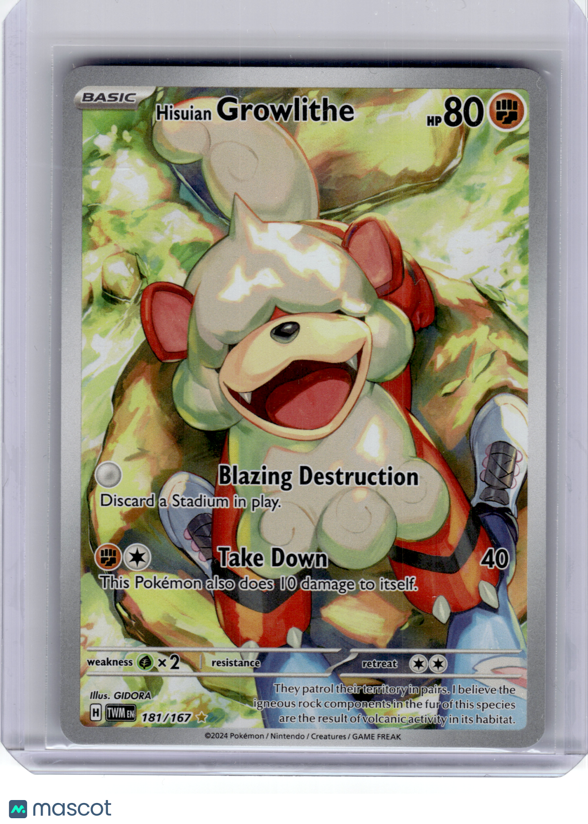 2024 Pokemon—Hisuian Growlithe #181 Twilight Masquerade—IR Holo [Lightly Played]