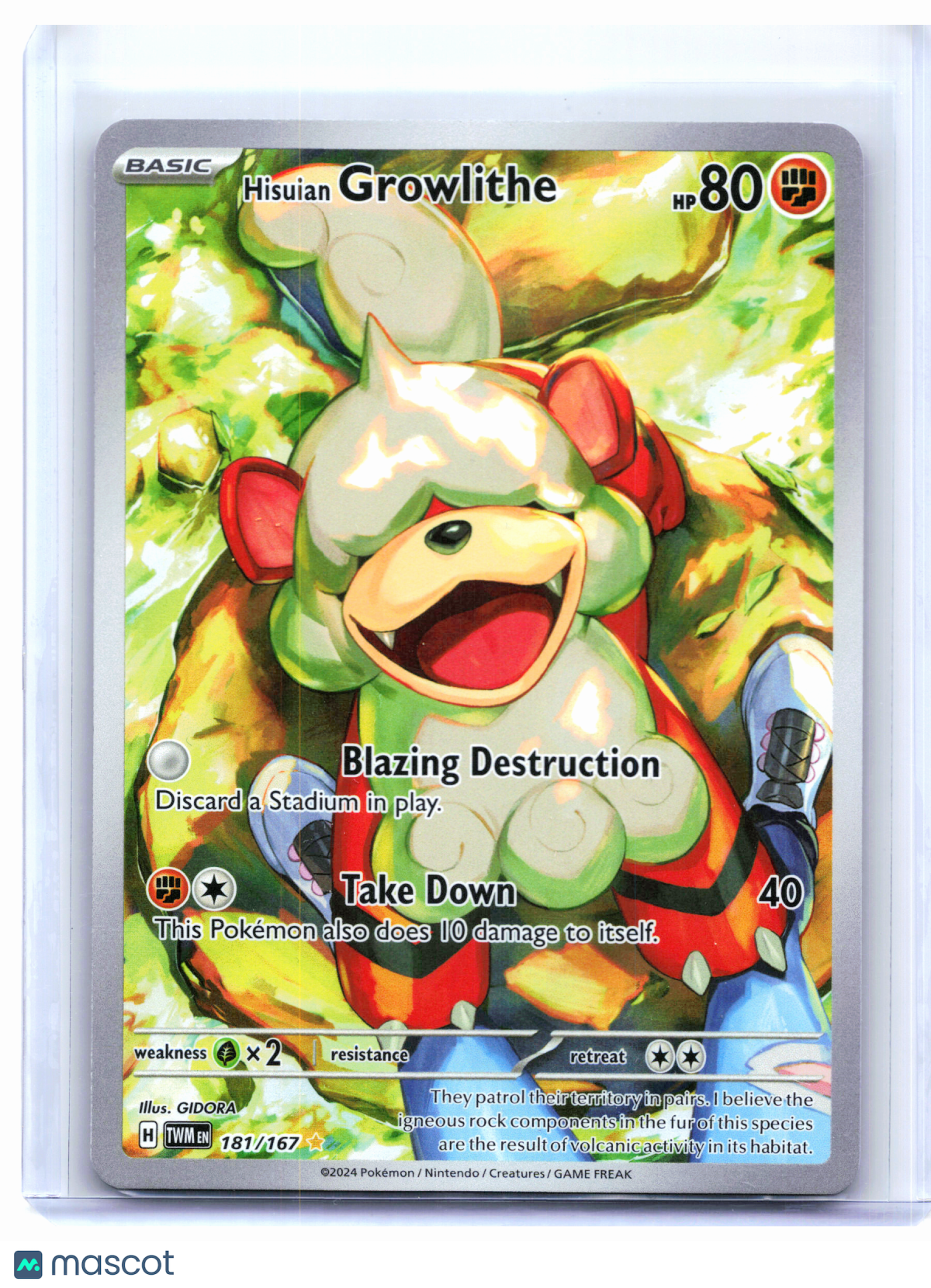 2024 Pokemon—Hisuian Growlithe #181/167 Twilight Masquerade—Illustration Rare