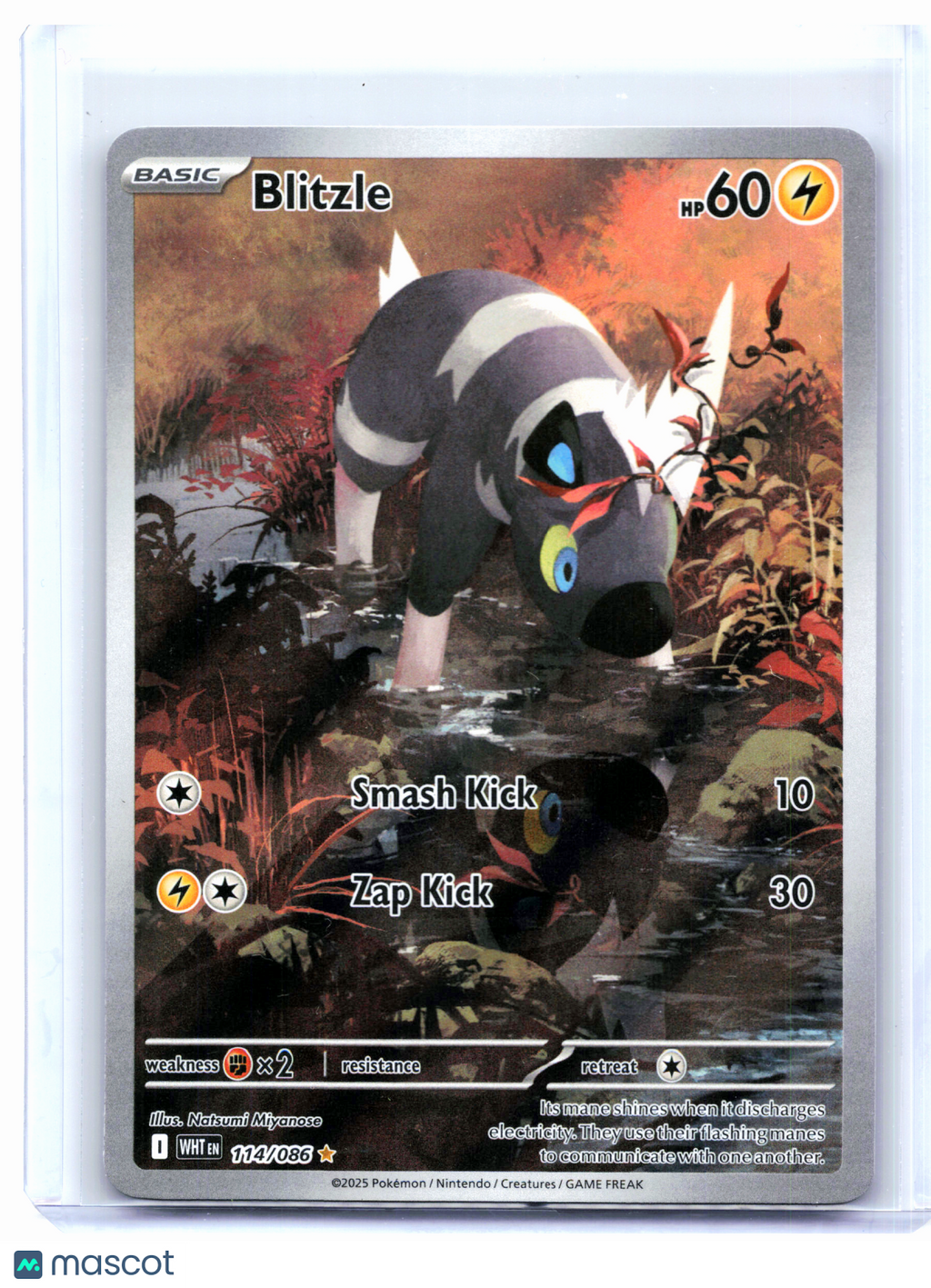 2025 Pokemon—Blitzle #114/086 White Flare—Illustration Rare Holo [LP]