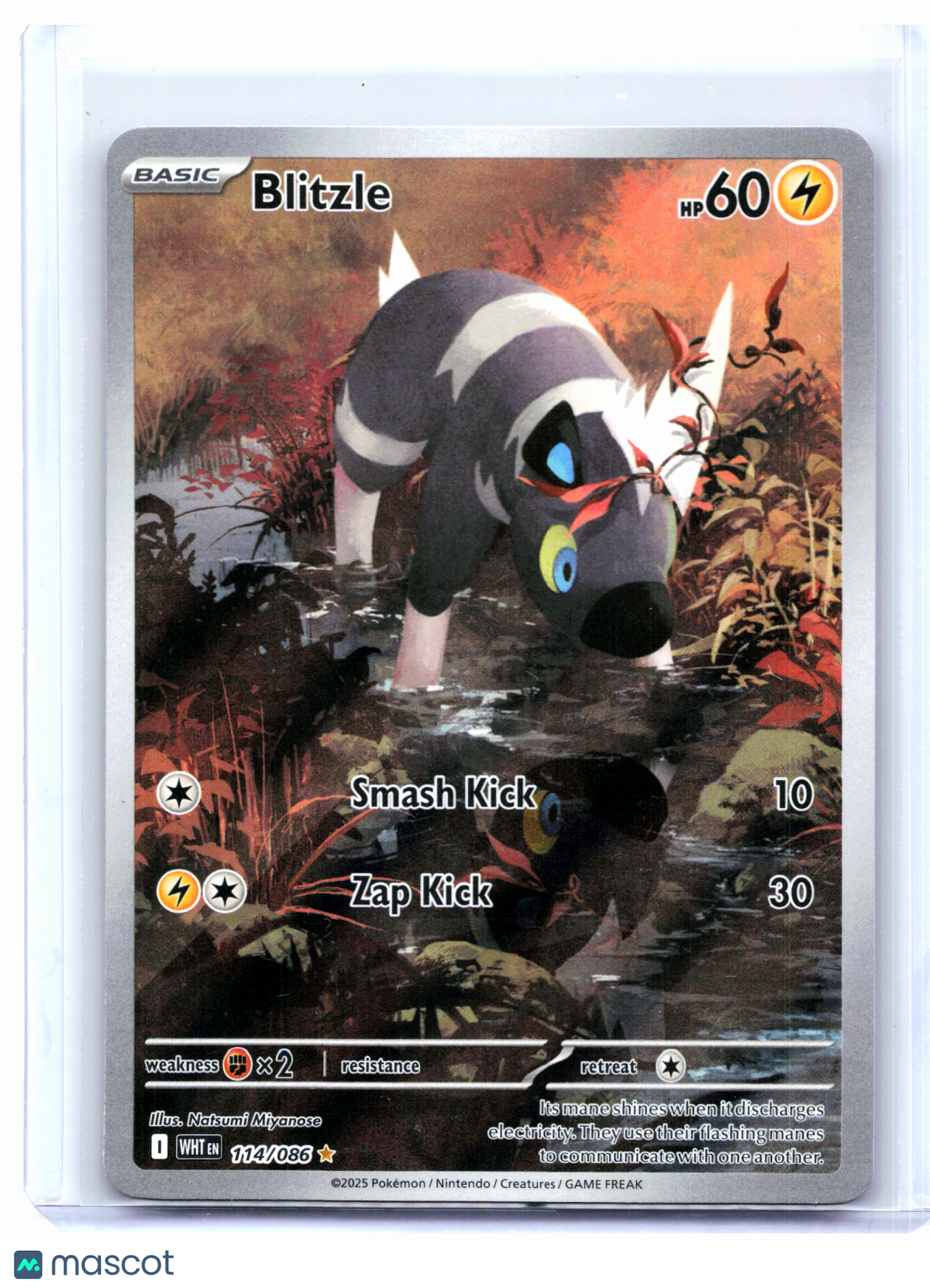 2025 Pokemon—Blitzle #114/086 White Flare—Illustration Rare Holo [LP]