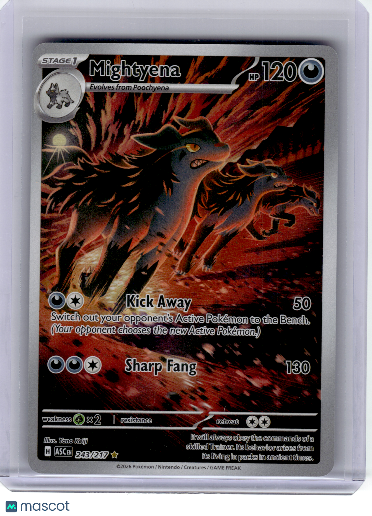 2026 Pokemon—Mightyena #243 Ascended Heroes—Illustration Rare Holo