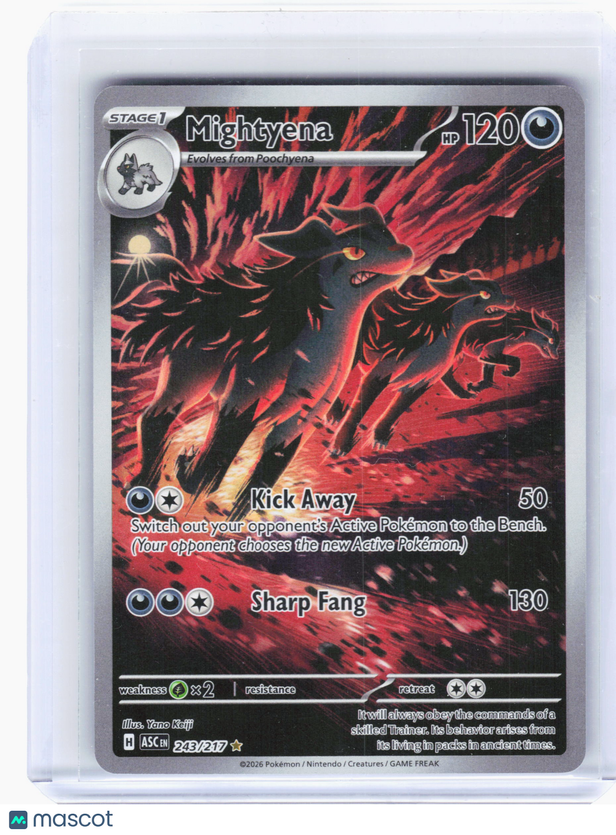 2026 Pokemon—Mightyena #243/217 Ascended Heroes—Illustration Rare Holo