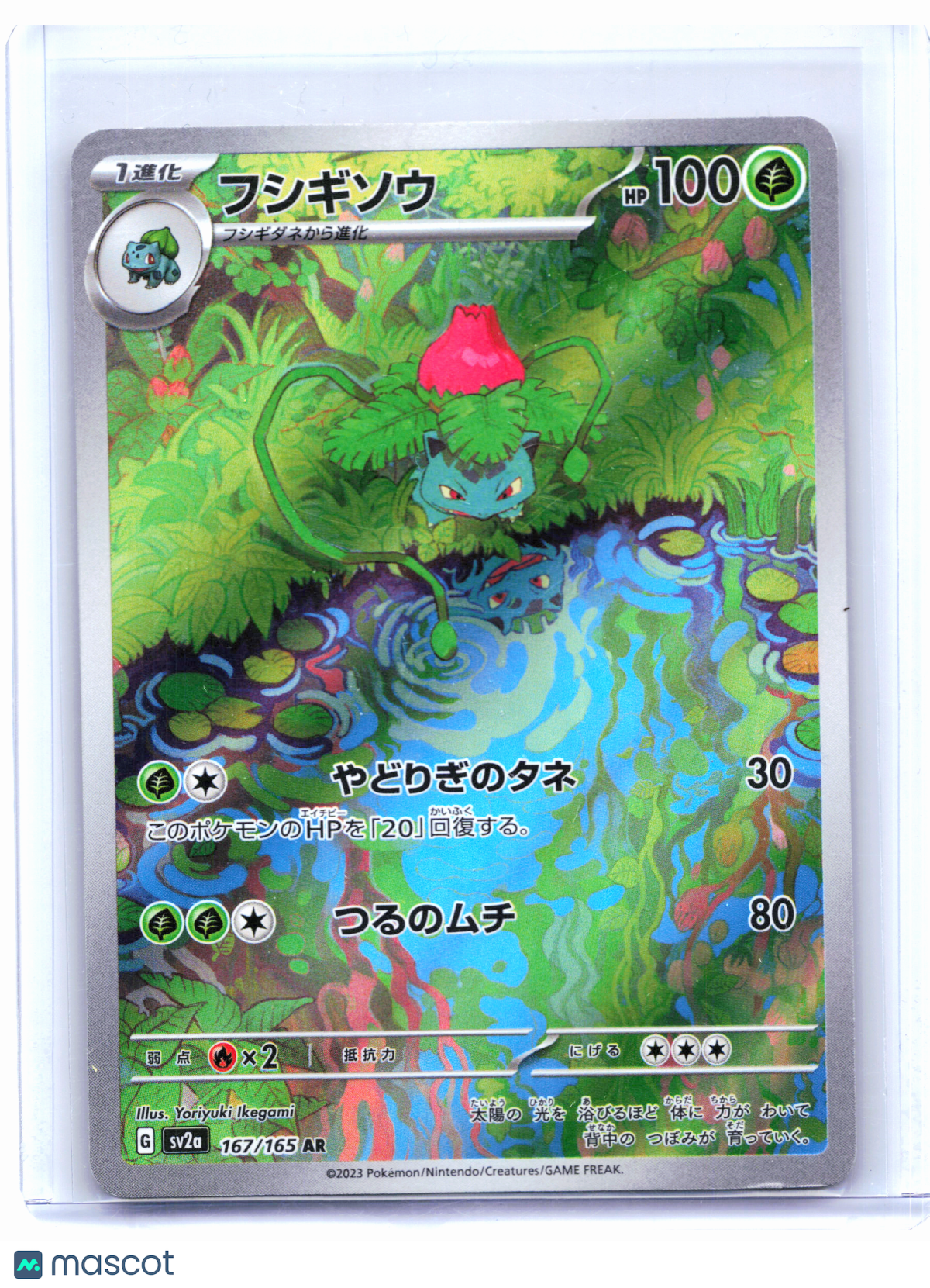 2023 Pokemon—Ivysaur #167/165 Pokemon Card 151—Art Rare Holo Japanese [Damaged]