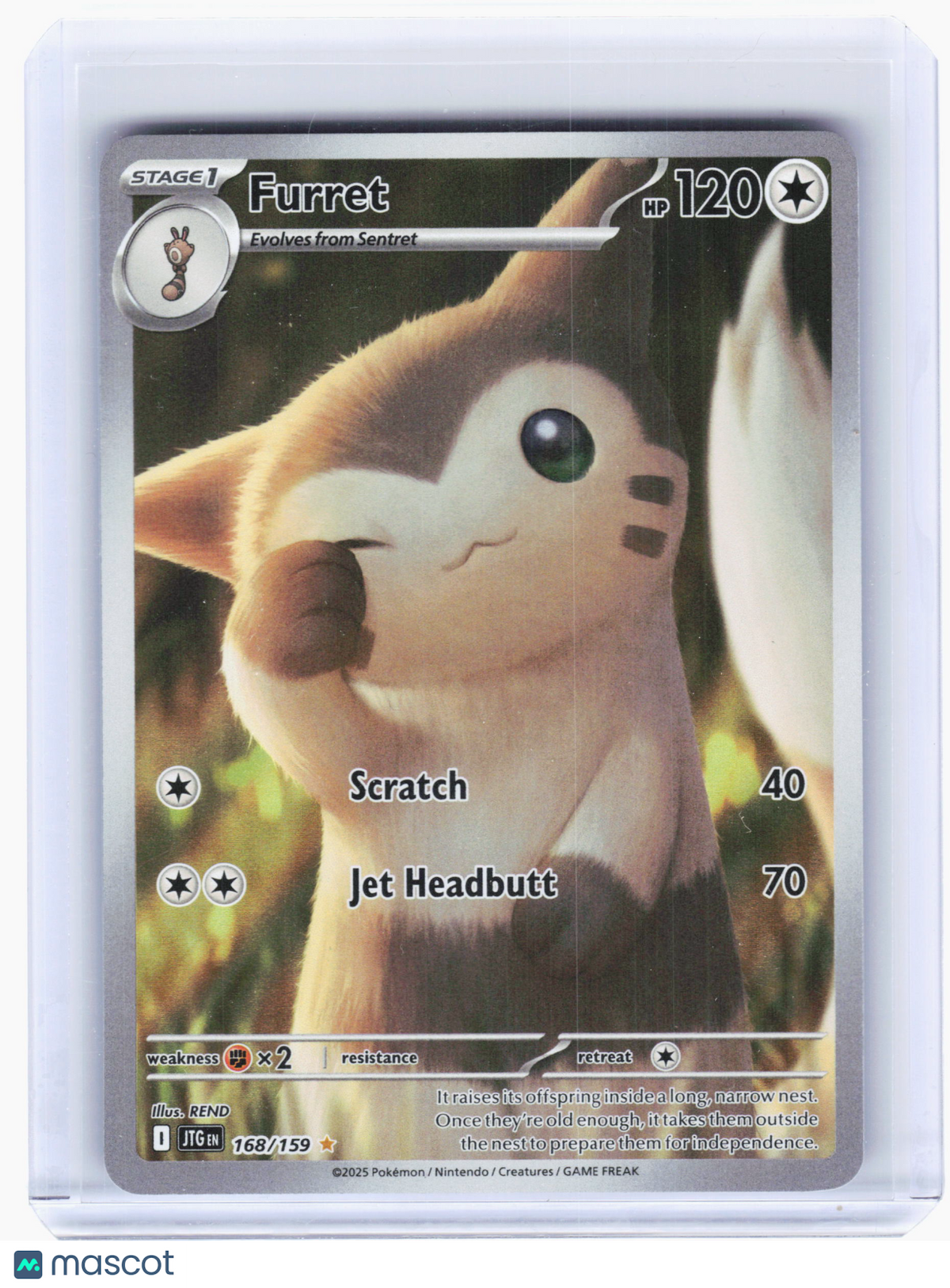 2025 Pokemon—Furret #168 Journey Together—Illustration Rare