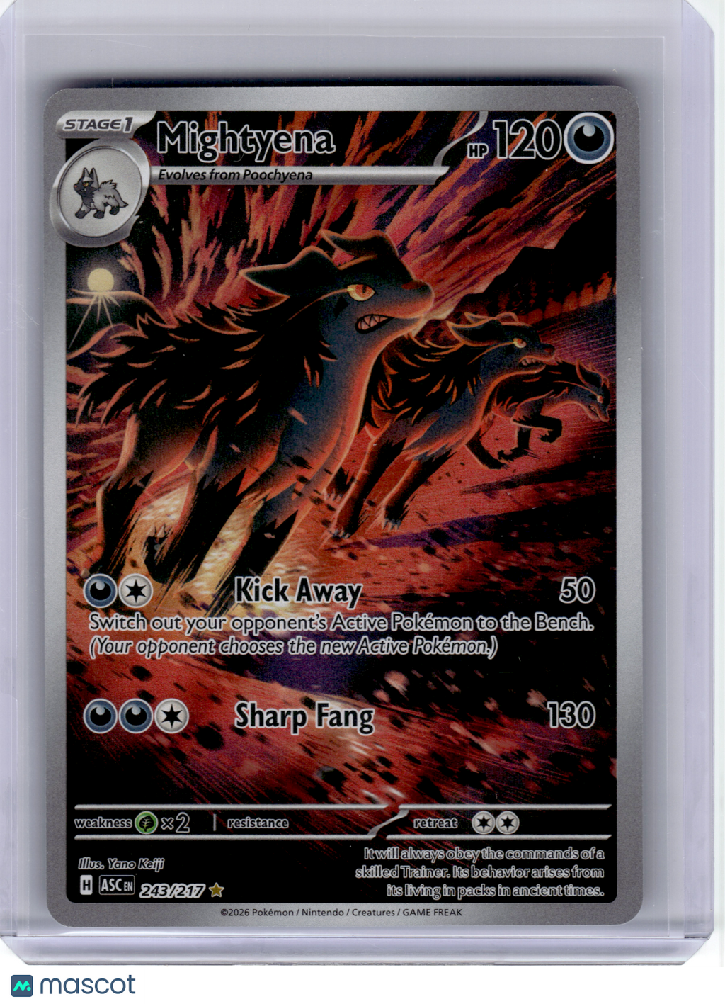 2026 Pokemon—Mightyena #243 Ascended Heroes—Illustration Rare Holo